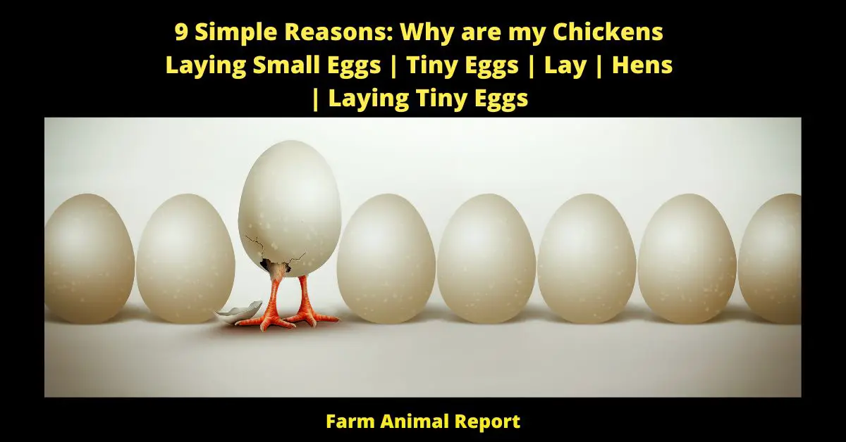 9 Simple Reasons: Why are my Chickens Laying Small Eggs | Tiny Eggs | Lay | Hens | Laying Tiny Eggs