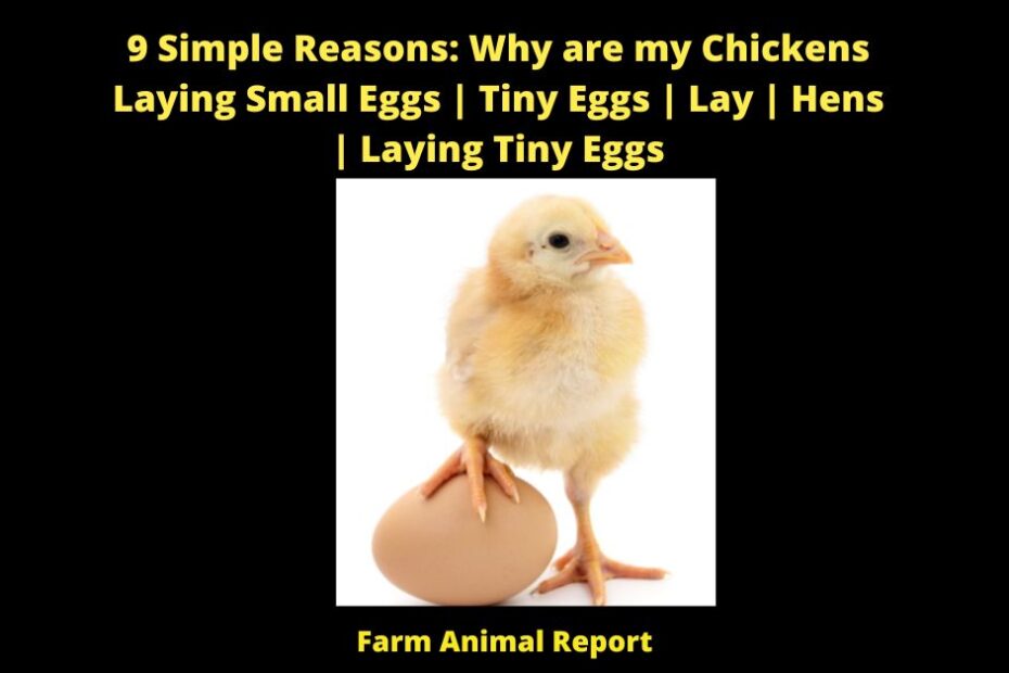 9 Simple Reasons: Why are my Chickens Laying Small Eggs | Tiny Eggs | Lay | Hens | Laying Tiny Eggs