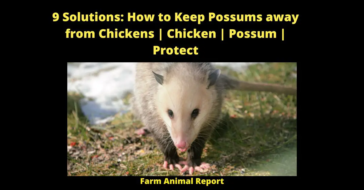9 Solutions: How to Keep Possums away from Chickens | Chicken | Possum | Protect