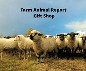 Llama and Alpaca Mix | How Can Llamas and Alpacas Breed | PDF | (2022) Alpacas | Llama | Breeding 7