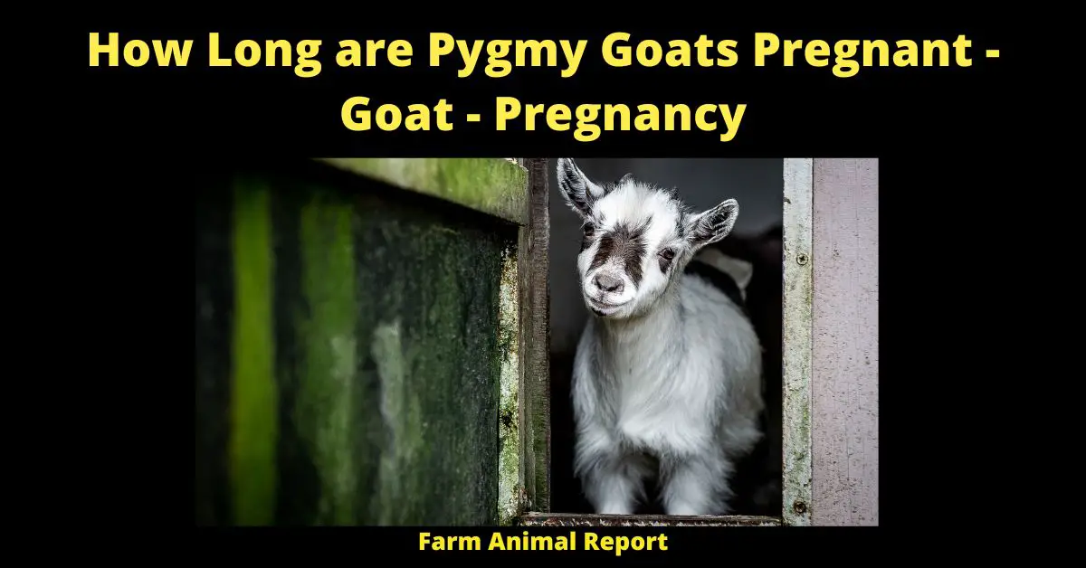 How Long are Pygmy Goats Pregnant - Goat - Pregnancy