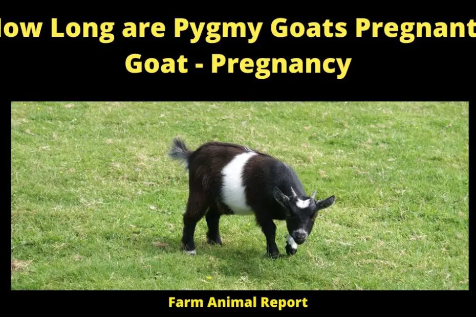 How Long are Pygmy Goats Pregnant - Goat - Pregnancy