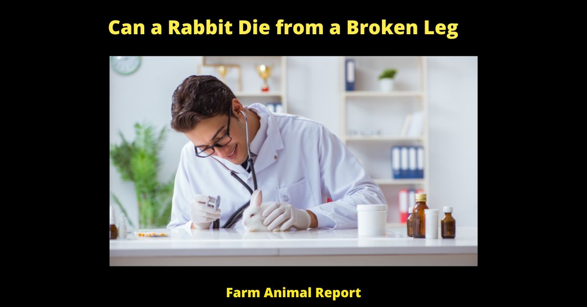 Can a Rabbit Die from a Broken Leg