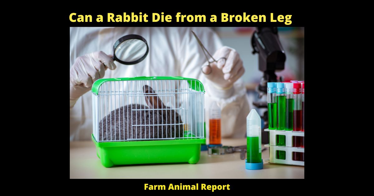 Can a Rabbit Die from a Broken Leg
