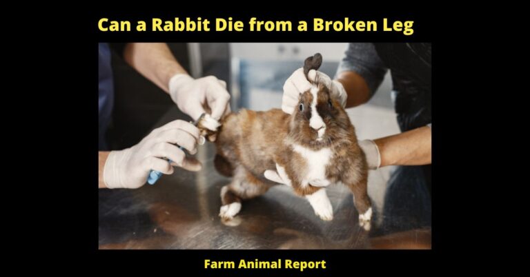 5 Reasons: Can A Rabbit Die From A Broken Leg | Rabbits | Rabbit ...