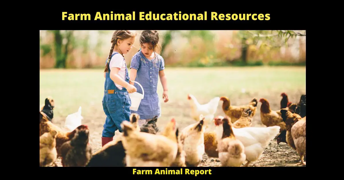 Farm Animal Report 1