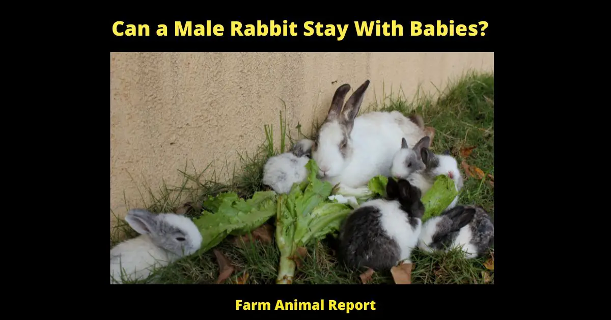 If you're planning on breeding rabbits, you'll need to know when to separate the males and females. The general rule of thumb is to do so when the rabbits are around 4 months old. However, there are a few things to keep in mind when making this decision. First, consider the size of your rabbits. If they are large breeds, they may not reach sexual maturity until they are 6 months old or even older. On the other hand, smaller breeds may mature as early as 3 months old. Secondly, take into account the health of your rabbits. If they are not in good physical condition, it's best to wait until they are a bit older before breeding them. Finally, make sure you have enough space to house the rabbits separately. Once you've taken all of these factors into consideration, you'll be ready to make the best decision for your herd
