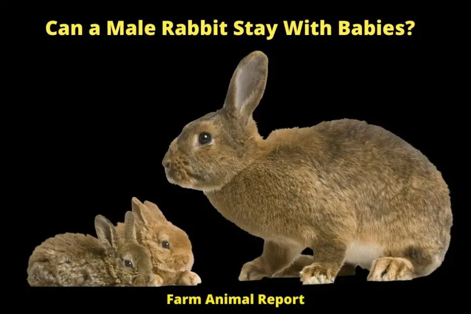 It's a common question from new rabbit owners: can a male rabbit stay with babies? The answer is yes, but there are a few things you need to keep in mind. First of all, males can be very territorial and may try to assert their dominance over the young rabbits. This can lead to fighting and even serious injury, so it's important to keep an eye on them and separate them if necessary. Secondly, males often grow much larger than females, so they may inadvertently hurt the babies while playing. For these reasons, it's generally best to wait until the babies are a bit older before introducing them to a male rabbit. With proper supervision, however, there is no reason why male and female rabbits can't live together peacefully.
