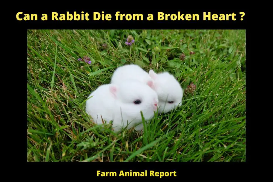 Can a Rabbit Die from a Broken Heart