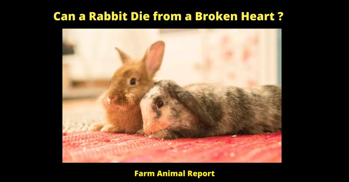 Can a Rabbit Die from a Broken Heart 