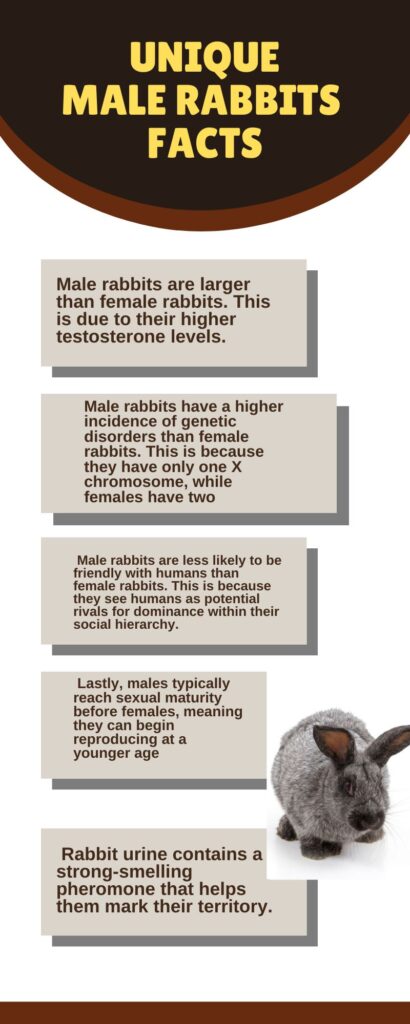 5 Pros & Cons: Can a Male Rabbit Stay With Babies? 1