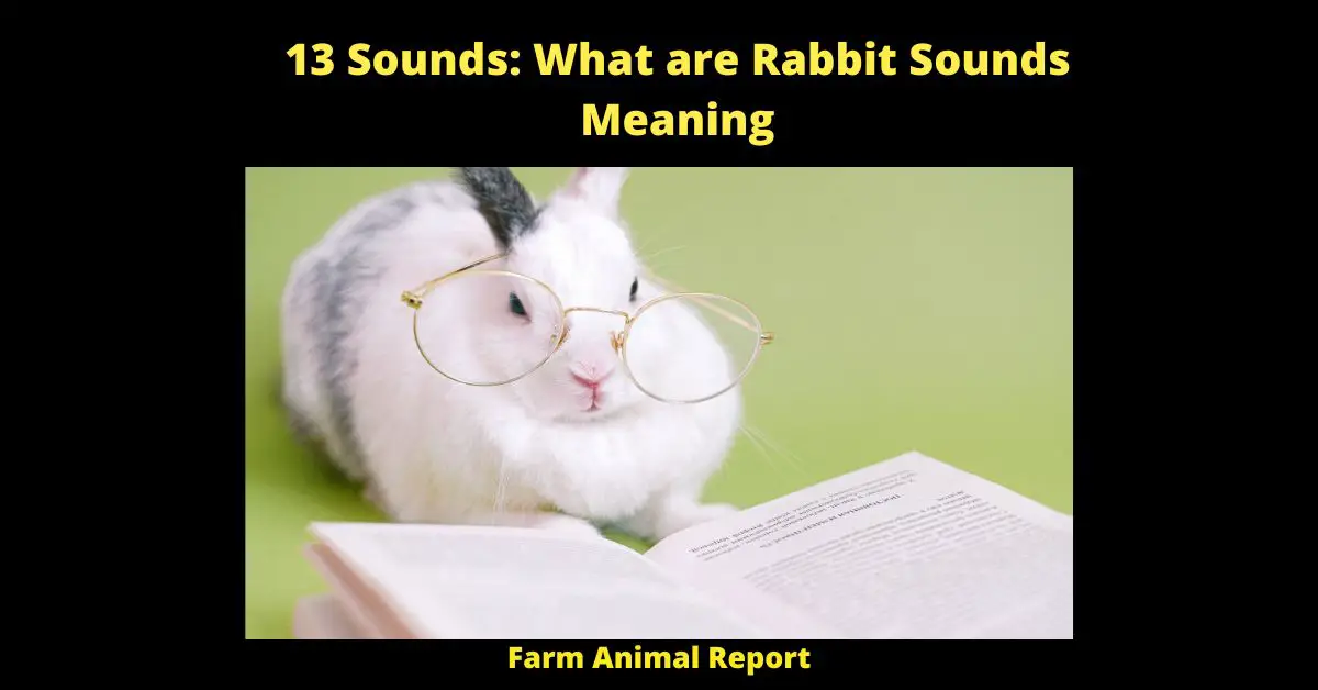 Rabbit sounds and their meanings can vary depending on the context in which they are made. For example, a Rabbit may make a sound known as "chutting" when it is content or happy. This sound is often described as being similar to a purr, and is made by vibrating the Rabbit's lips. If a Rabbit is alarmed or feels threatened, it may make a loud, sharp noise known as an "air horn." This sound is used to startle predators and warn other members of the Rabbit's colony. Rabbit's also make a unique sound known as an "honk." This honking noise is generally only made by males during mating season, and is used to attract females. Lastly, Rabbit's may grunt when they are angry or annoyed. This low, guttural sound communicates to others that the Rabbit is not happy and should be left alone. So, next time you're around Rabbit's, pay attention to the sounds they are making and see if you can decipher their meaning.