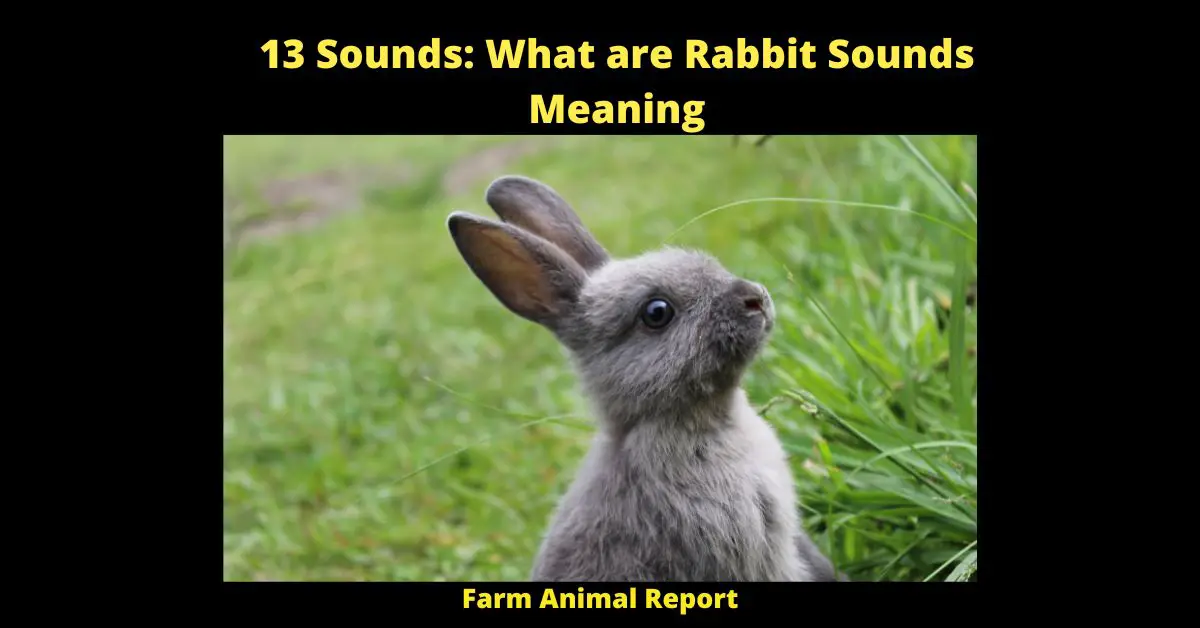 Rabbit sounds and their meanings can vary depending on the context in which they are made. For example, a Rabbit that is content and relaxed will make a soft purring sound, similar to that of a cat. On the other hand, a Rabbit that is frightened or in pain will make a high-pitched screeching noise. However, the most common Rabbit sound is a loud 'thump', which is made when the animal stamps its feet on the ground. This 'thump' is often used as a warning signal to other Rabbits, and can be heard when a Rabbit is threatened by a predator. Therefore, by understanding Rabbit sounds, we can gain insights into their emotional state and behaviour.