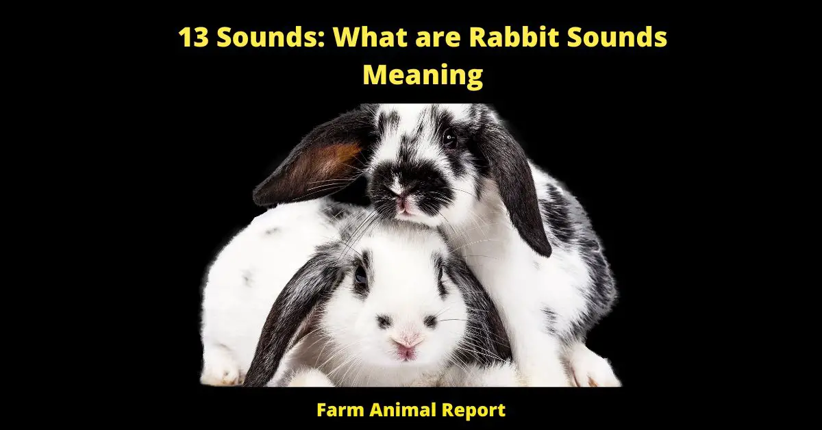 Rabbit sounds and their meaning can vary depending on the context in which they are used. For example, a Rabbit will make a soft 'purring' noise when content or happy, whereas a louder 'honking' noise may be used as a way of expressing excitement or fear. By understanding the different Rabbit sounds and what they mean, you will be better equipped to provide your pet with the care and attention it needs.