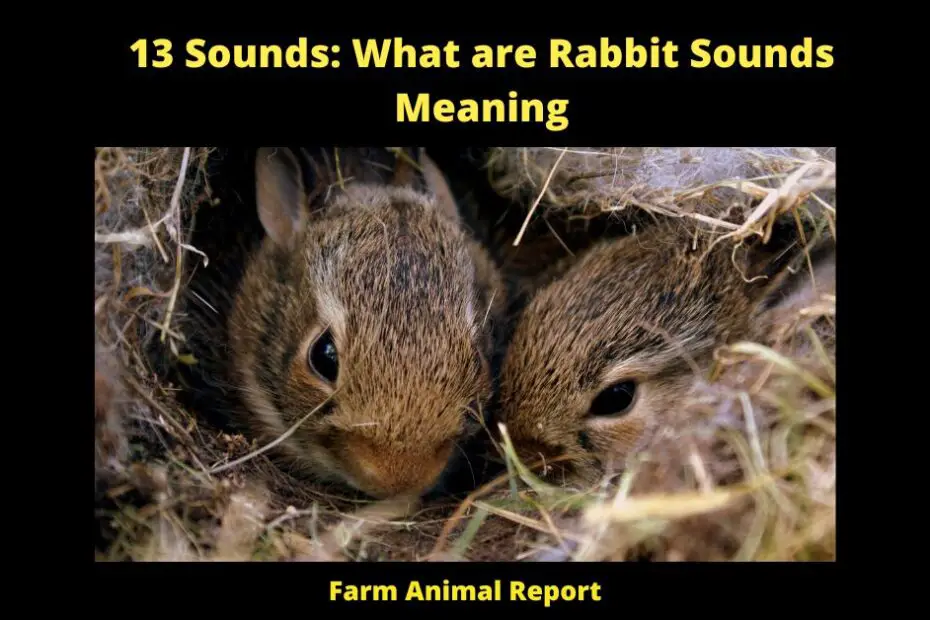 Rabbit sounds and their meanings can vary depending on the context in which they are used. For example, a content Rabbit may emit a low vibrating hum or purr, much like a cat does when it is happy. A Rabbit may also make a clicking sound with its teeth when it is grooming itself, which is generally considered to be a sign of contentment. On the other hand, an agitated Rabbit may produce a loud series of clicks or clucks, which is often accompanied by rapid movement of the ears. This behaviour is usually a sign that the Rabbit is feeling threatened or frightened. If you are ever unsure about what a Rabbit's sound means, it is always best to err on the side of caution and give them space.