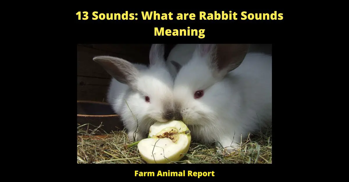 Rabbits are very noisy eaters and many people wonder what all the different sounds mean. The primary sound is a rapid tooth grinding which is called binkying. This noise is usually made when a rabbit is very happy and content, often when they are eating their favorite foods. Another common noise is grunting which indicates that the rabbit is trying to move something heavy or that they are in pain. Groaning is a long, slow noise that rabbits make when they are extremely angry or stressed out. honking is a loud, short noise that rabbits make when they feel threatened.