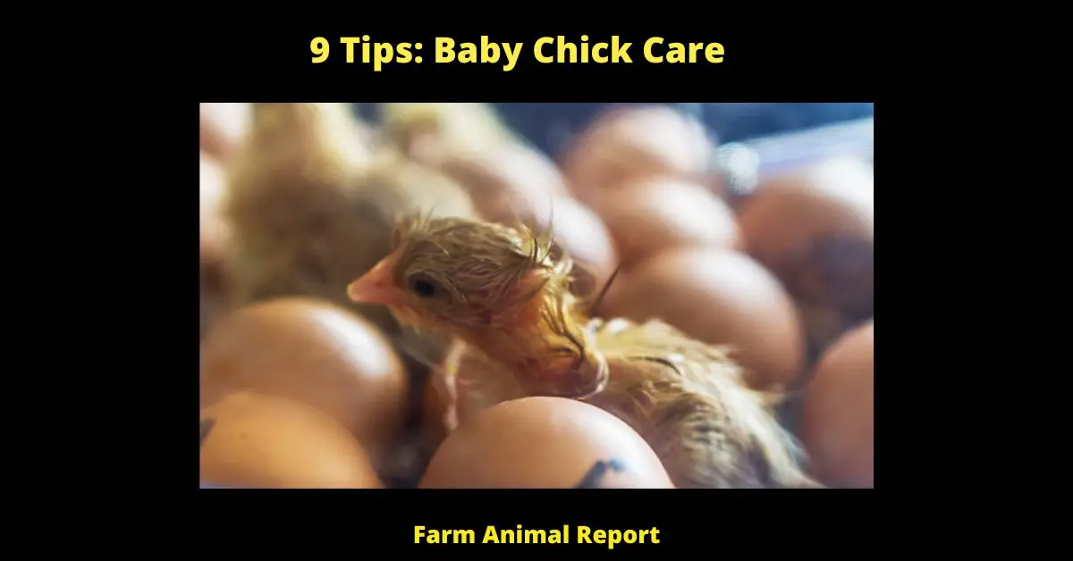The first few hours after a chick hatches are the most critical. It is essential that they are kept warm and dry. The easiest way to do this is to put them under a heat lamp. Make sure the lamp is not too close, as this can cause burns. chicks also need access to fresh water and food. Chicks can start eating regular chicken feed as soon as they hatch, but they will need smaller particles so they can digest it properly. You can either purchase special chick feed or grind up regular chicken feed in a food processor. In terms of water, you can either use a drinking fountain designed for chicks or put marbles in a regular bowl of water so the chicks can drink without getting wet. Lastly, it is important to keep the chick's area clean. This means cleaning out the bedding and changing the water regularly. By following these simple steps, you can ensure that your chicks have a healthy start to life.