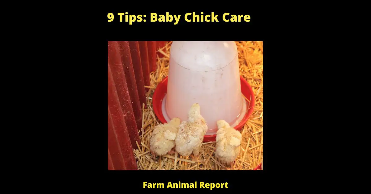 Chickens are creatures of habit and will quickly learn to use a waterer if it is placed in the same location each day. A chicken waterer is a device used to provide clean drinking water for chickens. There are many different types of chicken waterers, but they all serve the same purpose. Some common features of chicken waterers include a base, a water reservoir, and a drinking cup. The base is typically made of plastic or metal and has several small holes that allow water to drain into the reservoir. The reservoir is typically made of plastic or ceramic and holds a large amount of water. The drinking cup is attached to the side of the reservoir and has a small opening that allows chickens to drink water. Chicken waterers can be purchased at most farm supply stores.