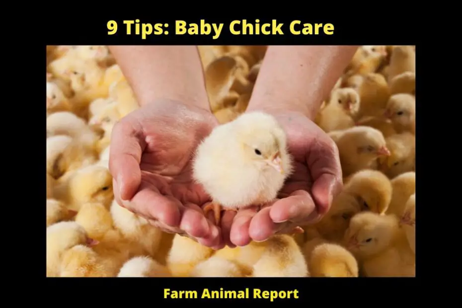 The moment your baby chicks hatch, they will be looking to you for warmth, food, and water. Here are a few things you need to do to make sure they stay healthy and happy: First, set up a brooder. This is a warm, safe space where your chicks can stay until they are ready to go outside. The brooder should have a heat lamp to keep the chicks warm, as well as plenty of food and water. Second, make sure the chick feed is finely ground and that the water is clean and fresh. Chicks need a lot of energy to grow, so they will be eating and drinking often. Third, keep an eye on the temperature of the brooder. Chicks can get too hot or too cold very easily, so it's important to adjust the heat lamp as needed. Finally, handle your chicks gently and with clean hands. Chicks are very delicate creatures, so it's important to be careful when you pick them up or move them around. By following these simple tips, you can give your chicks the best start in life. Happy hatching!