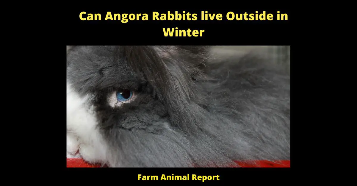 Can Angora Rabbits live Outside in Winter - Yes, Angora rabbits can live outside in winter, but there are a few precautions you should take. First, make sure their enclosure is well-insulated and protected from the wind. Second, provide them with plenty of hay to keep them warm and dry. Third, consider giving them a vitamin supplement to help them stay healthy during the winter months. By taking these simple steps, you can help your Angora rabbits enjoy a happy and healthy winter.