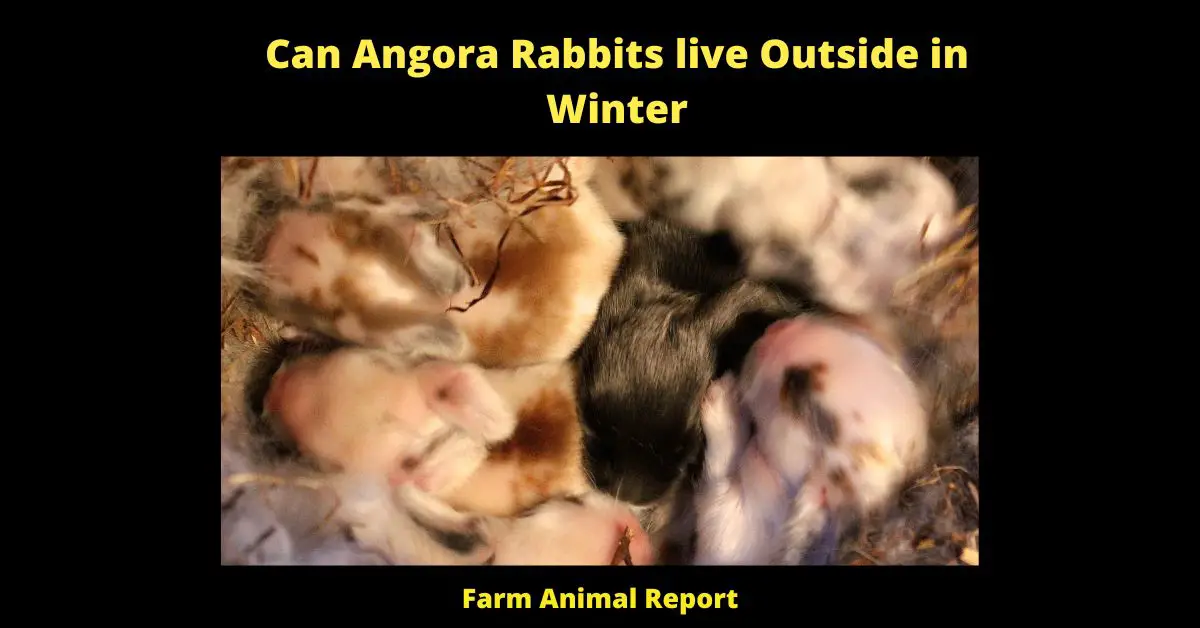 Can Angora Rabbits live Outside in Winter - Angora rabbits are a popular breed of pet rabbit, known for their long, soft fur. While they make lovely companions, many people wonder if they can be kept outside in winter. After all, their fur would seem to offer some protection against the cold weather. However, there are a few things to consider before letting your Angora rabbit outdoors in winter. First, their fur can actually be a liability in cold weather, as it can become matted and frozen. Second, Angora rabbits are not very active and may not move around enough to generate enough body heat to stay warm. Finally, they are susceptible to respiratory infections, which can be fatal in cold weather. For these reasons, it is generally not recommended to keep Angora rabbits outdoors in winter. If you do choose to do so, take care to provide them with a warm, dry place to shelter and extra hay for bedding.