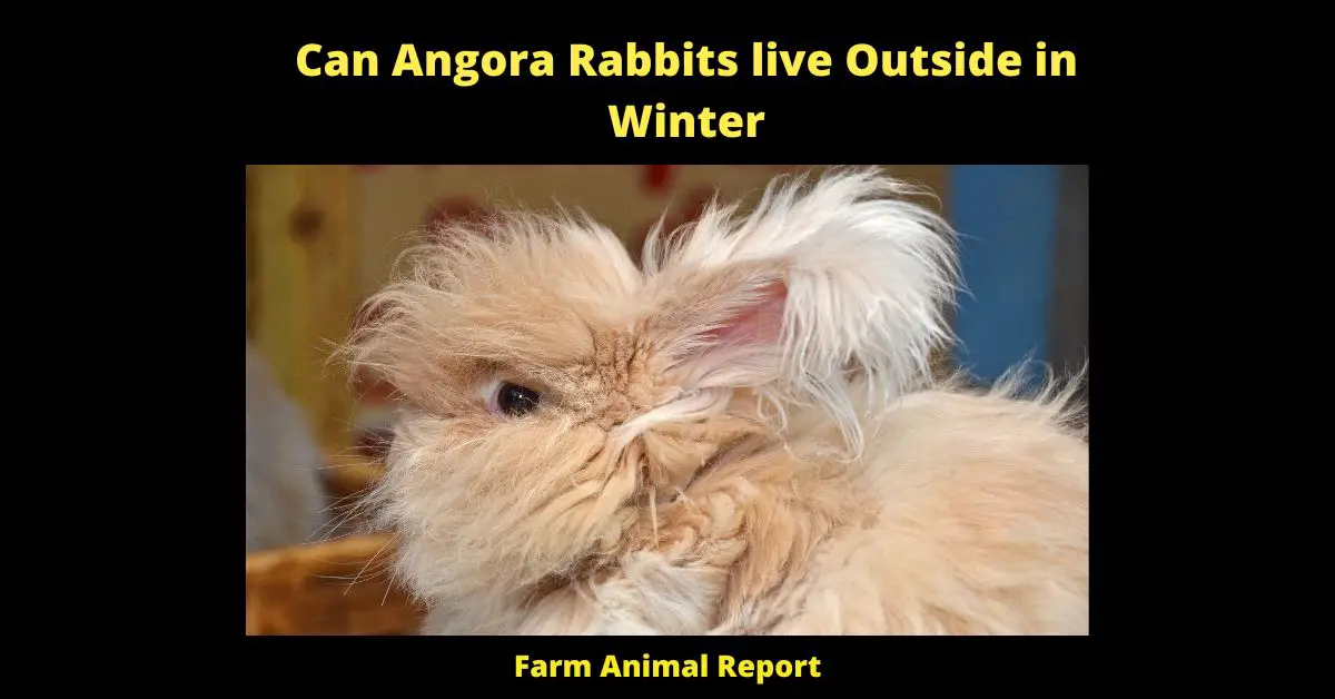 Can Angora Rabbits live Outside in Winter - I get asked a lot whether Angora Rabbits can live outside, and the answer is yes... with some caveats. They certainly can live outside year-round in places with relatively mild winters like California, but if you're in a place with harsher winters, you'll need to take some precautions. First, Angoras need to be groomed regularly or their fur will become matted and full of knots. If you live in a cold climate, this grooming is best done indoors where it's warm. Second, you'll need to provide your rabbits with a shelter thatprotects them from the wind and rain while still allowing them access to fresh air. And finally, you'll need to make sure they have plenty of hay to nest in and keep warm. If you can provide all of these things, then your Angora Rabbit will be happy and healthy living outside.
