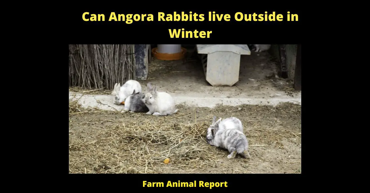 Can Angora Rabbits live Outside in Winter - Angora rabbits are a popular choice for pet owners looking for a furry friend, but they have specific needs that must be met in order to stay healthy and happy. One of the most important considerations is whether or not they can live outside in winter. While Angora rabbits are relatively hardy, their fur can pose some problems in cold weather. Without proper care, their fur can become matted and tangled, leading to discomfort and even health problems. As a result, it is generally recommended that Angora rabbits be kept indoors during the winter months. However, with some extra care and attention, it is possible for them to live happily outdoors all year round.
