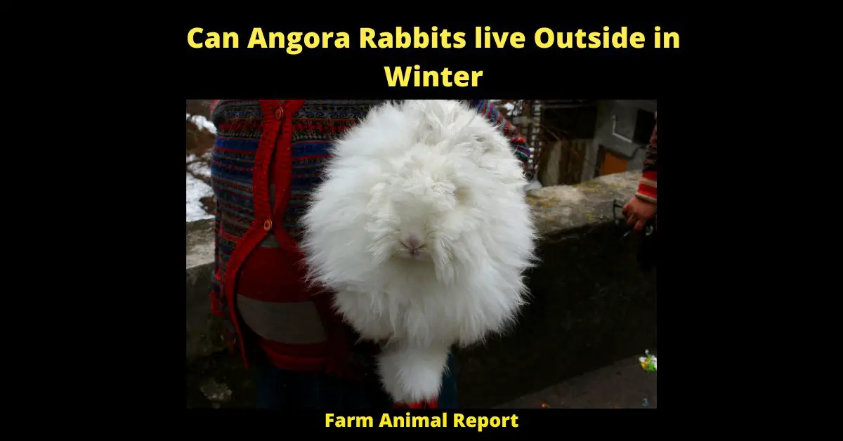 Can Angora Rabbits live Outside in Winter - Angora rabbits have very long, soft fur that needs to be brushed daily to avoid matting and other problems. Because of their dense coats, they are not well suited to living outdoors in cold climates. If you live in an area with cold winters, it's best to provide your Angora rabbit with a warm, dry indoor housing that is free from drafts. If you do decide to keep your Angora rabbit outdoors, be sure to provide them with a sturdy hutch that is well-insulated and protected from the elements. Additionally, you'll need to take extra care to brush their fur regularly and watch for signs of frostbite. With proper care, an Angora rabbit can enjoy a long and healthy life.