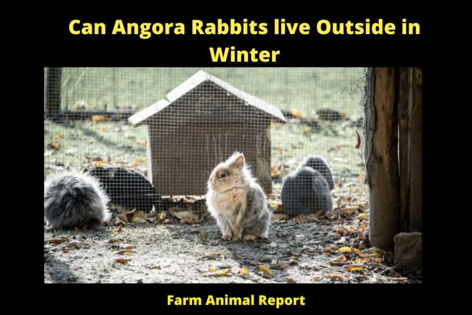 Can Angora Rabbits live Outside in Winter -Angora rabbits are a type of domestic rabbit that is prized for its fur. Originally from Angora, Turkey, these rabbits have been domesticated for centuries and were even popular pets among European royalty in the 18th century. Today, Angora rabbits are still kept as pets, but they are also commonly raised for their fur. One question that sometimes comes up is whether these rabbits can live outside in winter. The short answer is that yes, Angora rabbits can live outside in winter, but there are some important precautions that need to be taken. First of all, it is important to make sure that the rabbit has a warm, dry place to shelter. A hutch or pen that is sheltered from the wind and rain will help to keep the rabbit warm and dry. It is also important to provide extra bedding such as hay or straw to help insulate the rabbit against the cold. Finally, it is crucial to make sure that the Rabbit has access to fresh water at all times. Frozen water can be dangerous for rabbits, so it is important to check the water source regularly and replace any frozen water with fresh water. By following these simple precautions, you can help ensure that your Angora rabbit remains healthy and happy all winter long!