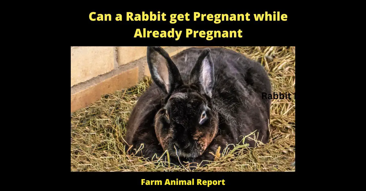 Can a Rabbit get Pregnant while Already Pregnant - As any rabbit farmer knows, rabbits are extremely fertile animals. A doe can ovulate just 8-10 hours after giving birth, which means that she can become pregnant again very quickly. If a doe is bred by another buck during this window of time, it is possible for her to become pregnant with two litters at once. While this may seem like a miracle of nature, it can actually be quite dangerous for the doe. Carrying two litters of babies puts a great deal of stress on the doe's body, and it can often lead to complications during birth. For this reason, most rabbit farmers take care to separate their does after they give birth, in order to avoid the risk of them becoming pregnant again too soon.
