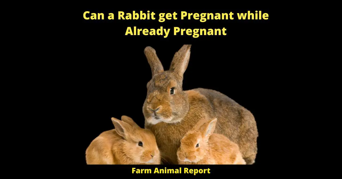 Can a Rabbit get Pregnant while Already Pregnant - Rabbits are interesting creatures, and one of the things that makes them so unique is their ability to get pregnant while already pregnant. That's right - a rabbit can be impregnated 8-10 hours after ovulation, which means that if they are bred by another buck in that timeframe, they can end up carrying two litters of kittens at the same time. While this may seem like a strange phenomenon, it's actually quite common in the rabbit world. So if you're ever wondering whether or not your rabbit is pregnant, just keep an eye on her for signs of 7-8 additional babies!