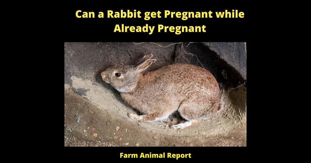 Can a Rabbit get Pregnant while Already Pregnant - Can a rabbit get pregnant while already pregnant? It's possible. If a doe is bred by another buck within 8-10 hours after ovulation, she can become impregnated again. This means that she could have two litters of kittens at different stages of development. However, this is not something that is recommended, as it can be very hard on the doe's body. If you are thinking about breeding your rabbits, it is best to wait until the first litter is weaned before breeding the doe again.