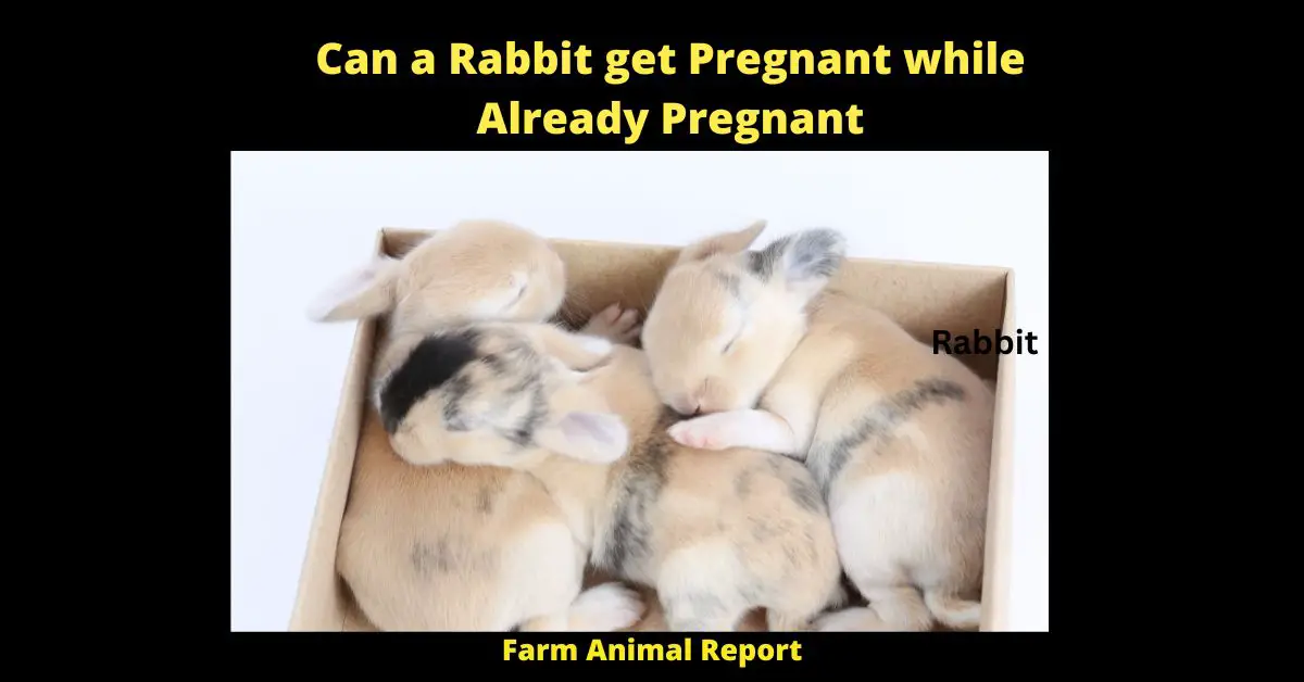 Can a Rabbit get Pregnant while Already Pregnant - Can a rabbit get pregnant while already pregnant? The answer is yes. Rabbits are able to be impregnated 8-10 hours after ovulation. So if a doe is bred by another buck in that timeframe, it is possible. There are actually two different types of pregnancy in rabbits. The first type is called superfetation, where the doe can become impregnated with two litters at different stages of development. The second type is called concurrent pregnancies, where the doe can become impregnated with multiple litters at the same time. Rabbits are able to have both types of pregnancy. If you are a rabbit farmer, it is important to be aware of this so that you can properly care for your does.