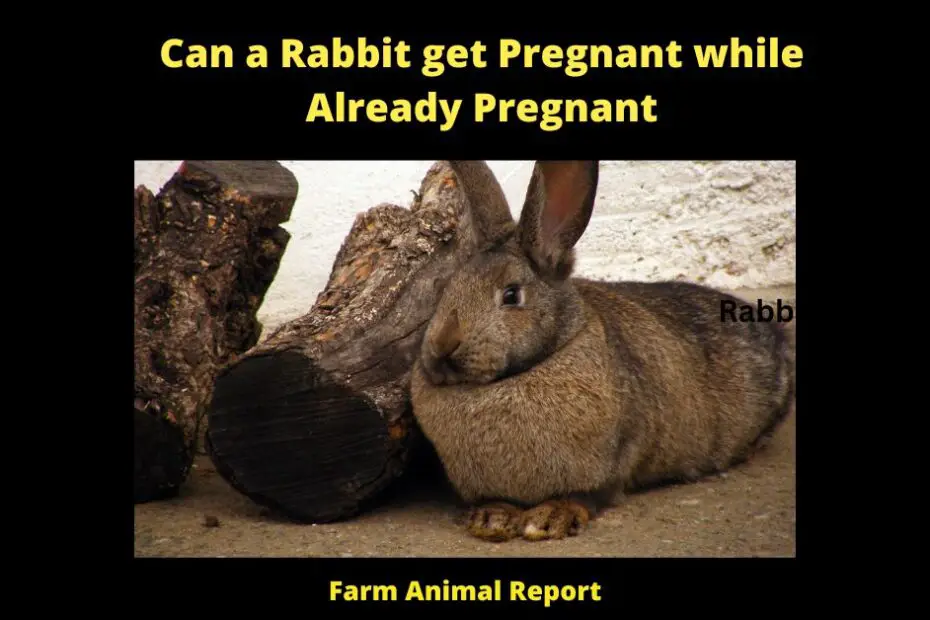 Can a Rabbit get Pregnant while Already Pregnant -Can a Rabbit get Pregnant while Already Pregnant? It is possible for a rabbit to become pregnant while she is already pregnant. This is because rabbits are able to conceive 8-10 hours after ovulation. So, if a rabbit is bred by another buck during that time frame, she can become pregnant with two litters of kittens. However, this is not recommended as it can put a lot of stress on the mother rabbit and increase the risk of complications during pregnancy and birth. If you are planning to breed rabbits, it is best to wait until the mother has given birth to her first litter before breeding her again.