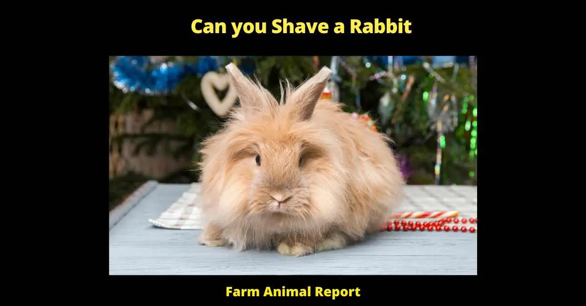 Can you Shave a Rabbit - It's a common question for those who are new to raising rabbits - can you shave a rabbit? The answer is yes, but there are a few things you need to keep in mind before you start. First of all, rabbits have very sensitive skin, so you'll need to take care not to cut them. Second, their fur is designed to protect them from the elements, so shaving them will make them more susceptible to cold weather. Finally, you'll need to be very careful not to shave too much fur off at once, as this can cause serious health problems for your rabbit. With these considerations in mind, here are the steps you need to take in order to safely shave your rabbit:

1) Gather your supplies. You'll need a pair of sharp scissors, a comb, and a Rabbit-Safe Shaving Cream.

2) Put your rabbit on a table or other raised surface. This will make it easier to shave them.

3) Using the comb, brush out their fur to detangle it. Be careful not to pull too hard, as this can hurt your rabbit.

4) Apply the shaving cream to their fur and massage it in well. This will help to prevent nicks and cuts.

5) Using the scissors, carefully trim away the fur. Start with small amounts and work your way up until you've removed as much as you want. Be extra careful around sensitive areas like their belly and legs.

6) Once you're done shaving, remove any remaining shaving cream with a damp cloth and give your rabbit a good brushing. This will help their fur lay down flat and prevent mats from forming.