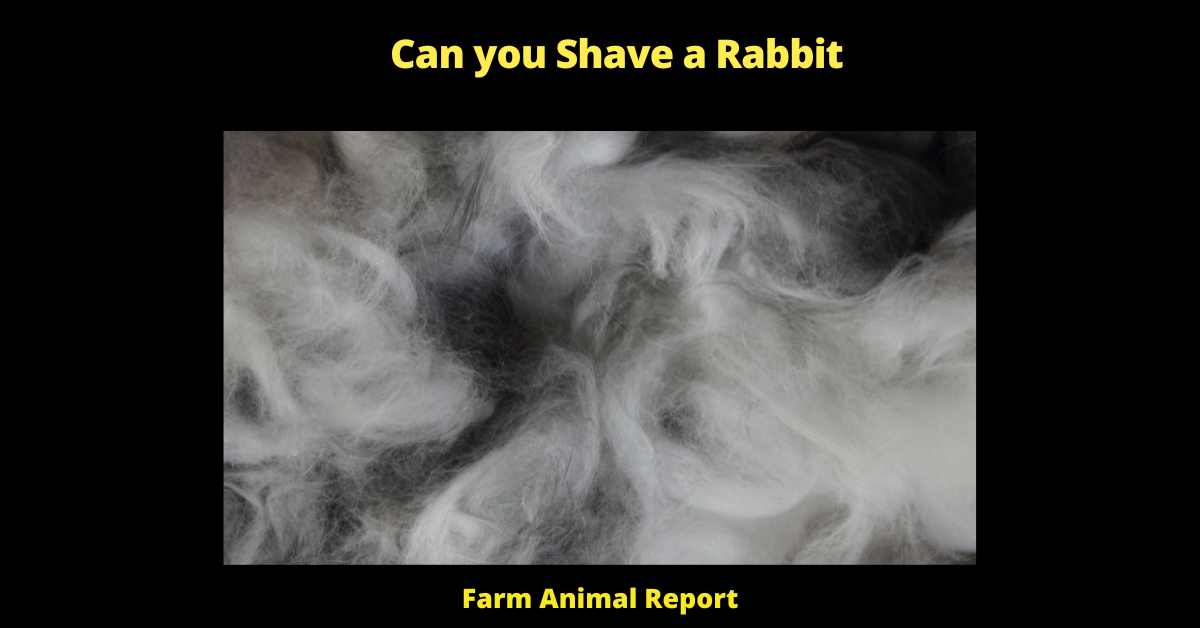Can you Shave a Rabbit - There's no easy answer to the question of whether or not you can shave a rabbit. It depends on a number of factors, including the type of rabbit, the time of year, and your own personal grooming preferences. If you're thinking about shaving your rabbit, here are a few things to keep in mind.

First, it's important to understand that rabbits come in a variety of coat types. Some rabbits have short, fine fur that is easy to shave, while others have long, thick fur that is more difficult to manage. You'll need to take this into account when deciding whether or not to shave your rabbit.

Second, the time of year also plays a role in whether or not you should shave your rabbit. In general, it's best to shave rabbits during the warmer months when they are less likely to get cold. However, if you live in an area with hot summers, you may need to shave your rabbit more frequently to keep them comfortable.

Finally, it's important to consider your own personal grooming preferences when deciding whether or not to shave your rabbit. If you're not comfortable with the idea of shaving your rabbit yourself, there are plenty of groomers who would be happy to do it for you. However, if you're confident in your ability to safely shave your rabbit, then go for it! Just be sure to use caution and take your time so that you don't accidentally hurt your furry friend.