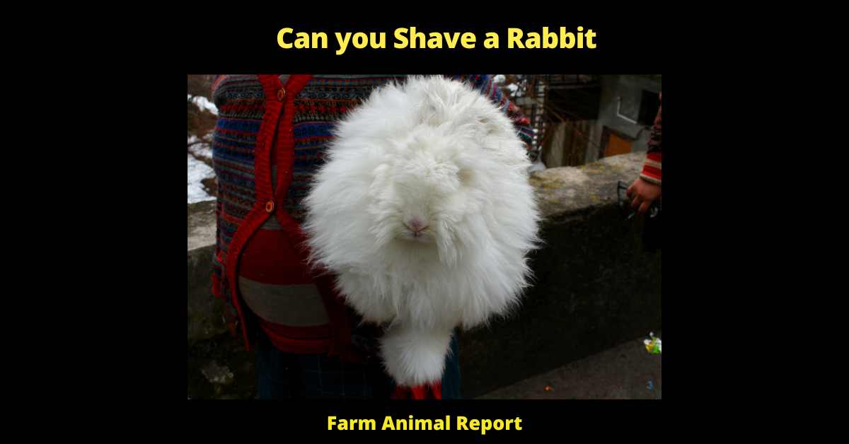 Can you Shave a Rabbit - 