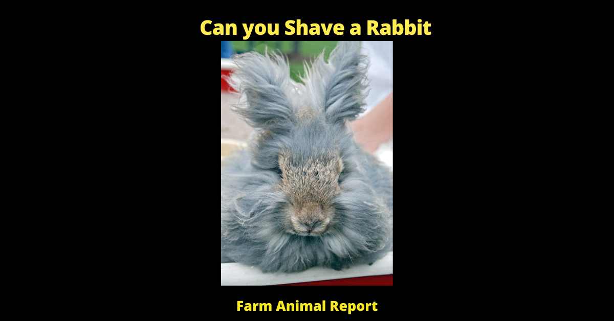 Can you Shave a Rabbit - 