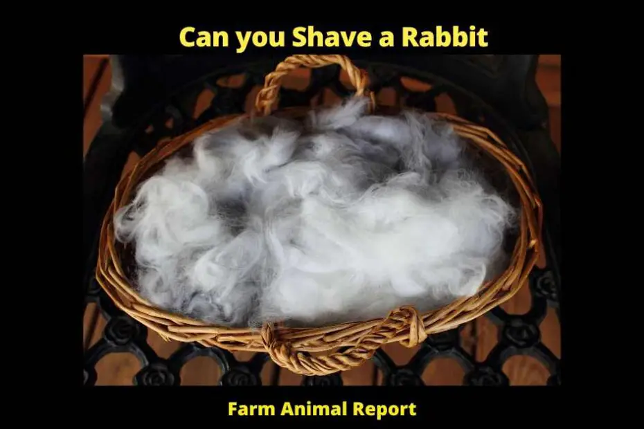 Can you shave a Rabbit - There's no easy answer to the question of whether or not you can shave a rabbit. It depends on a number of factors, including the type of rabbit, the time of year, and your own personal grooming preferences. If you're thinking about shaving your rabbit, here are a few things to keep in mind. First, it's important to understand that rabbits come in a variety of coat types. Some rabbits have short, fine fur that is easy to shave, while others have long, thick fur that is more difficult to manage. You'll need to take this into account when deciding whether or not to shave your rabbit. Second, the time of year also plays a role in whether or not you should shave your rabbit. In general, it's best to shave rabbits during the warmer months when they are less likely to get cold. However, if you live in an area with hot summers, you may need to shave your rabbit more frequently to keep them comfortable. Finally, it's important to consider your own personal grooming preferences when deciding whether or not to shave your rabbit. If you're not comfortable with the idea of shaving your rabbit yourself, there are plenty of groomers who would be happy to do it for you. However, if you're confident in your ability to safely shave your rabbit, then go for it! Just be sure to use caution and take your time so that you don't accidentally hurt your furry friend.