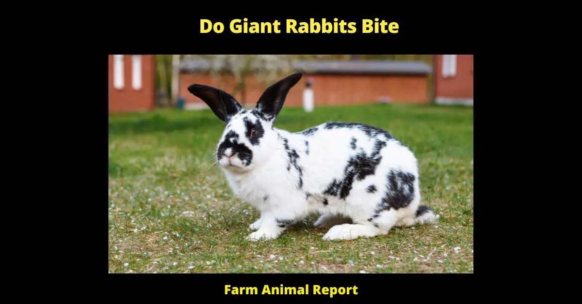 Do Giant Rabbits Bite - If you're considering getting a giant rabbit, you might be wondering if they bite. The answer is that rabbits don't usually bite, but there are exceptions. Giant rabbits can be more aggressive than smaller rabbits, and if they feel threatened, they may lash out with their teeth. However, most giant rabbits are gentle creatures that make great pets. With proper care and training, they can even be taught to use a litter box and obey simple commands. If you're looking for a furry friend that will bring joy to your life, a giant rabbit may be the perfect choice.