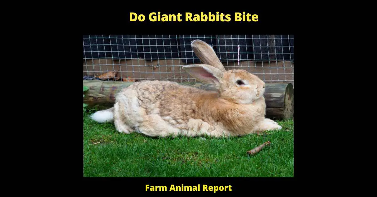 Do Giant Rabbits Bite - Do giant rabbits bite? Well, I reckon they might if they got a mind to. Rabbits are normally pretty docile, but any animal can get spooked and lash out if they're feeling threatened. And a giant rabbit is certainly more capable of doing some damage with its teeth than your average-sized bunny. So if you've got a giant rabbit, it's best to err on the side of caution and assume that it could bite if it wanted to. Keep an eye on it, and be careful not to startle it or make any sudden moves that could scare it. If you handle it gently and give it plenty of space, there's no reason why you and your giant rabbit can't be best friends.