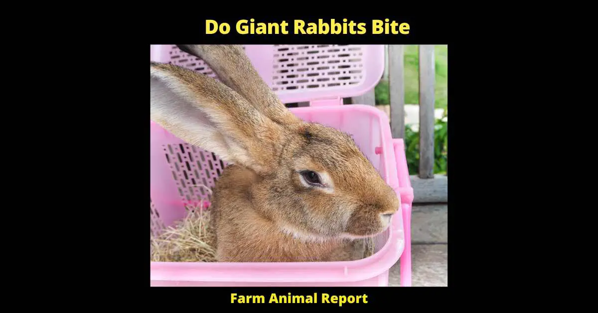 Do Giant Rabbits Bite - I've been raising rabbits for years, and I can tell you from experience that they are normally pretty docile creatures. They're gentle by nature, and they usually only bite if they're feeling threatened. However, I have heard of cases where giant rabbits have bitten people. In most cases, these bites have been provoked - for example, if someone has tried to pick up a rabbit roughly or put it in a situation that it feels anxious about. If you're thinking of getting a giant rabbit, just be mindful that they may be more prone to biting than regular-sized rabbits. Other than that, they make great pets!