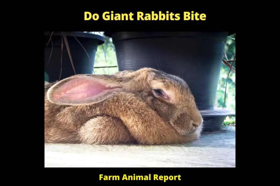 Do Giant Rabbits Bite -Generally, giant rabbits do not bite. They are actually quite docile creatures. However, they can be startled easily, so it is important to approach them slowly and calmly. If you do startle a giant rabbit, it may try to run away, and you could be injured if you try to stop it. For this reason, it is best to keep your giant rabbit in a secure enclosure where it cannot escape.