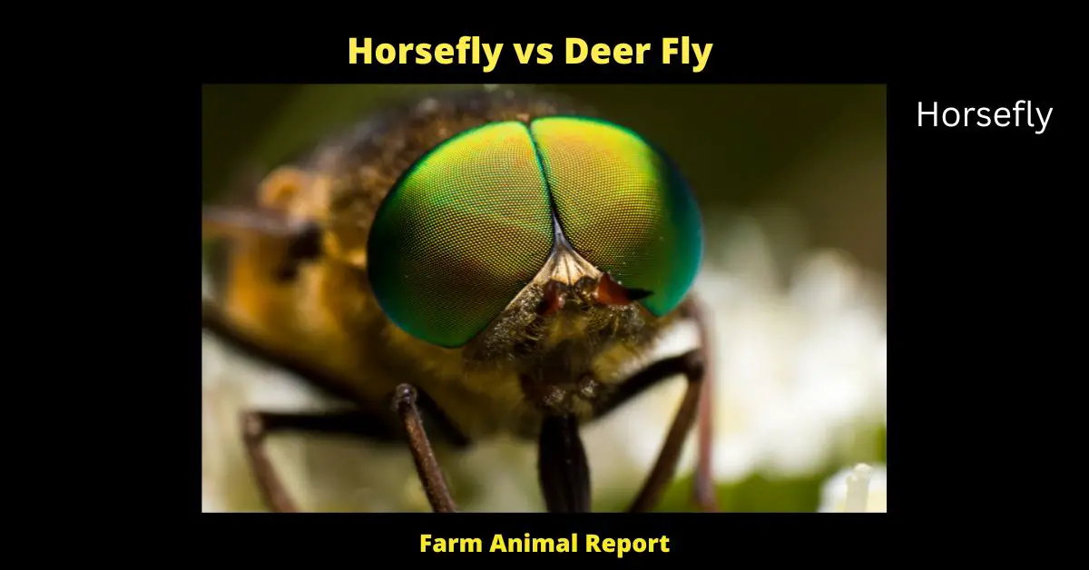 A horse fly is a bloodsucking fly that ranges in size from 1/4 to 3/4 inch long. The body is usually black, gray or brown and thorax is striped. The wings are clear with dark veins. The head has a large pair of eyes and segmented antennae. Both sexes have mouthparts that pierce the skin and suck blood. Horse flies are found near stable, pastureland and wetlands where their larvae develop. They are active during the day and are attracted to brightly colored objects. Horse flies bite people and animals, causing pain and swelling. They can also transmit diseases such as anthrax, encephalitis and tularemia. Control of horse flies includes removing sources of larval development, using insect repellents and traps, and applying pesticides when necessary.