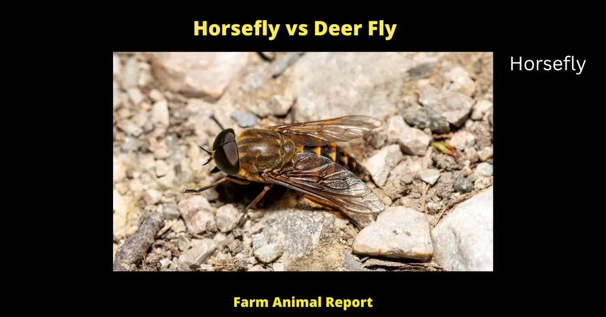 The family of deer flies is technically known as the Chrysopsidae. These helpful little insects measure in at only about 5 to 8 mm long on average, with a wingspan of around 13 to 15 mm. As for appearance, deer flies are easily distinguished by their large, prominent eyes and extremely thin abdomens. The colouration of Chrysopsidae can vary greatly, but they are often dark-coloured with yellow or white markings. One of the most distinguishing features of deer flies is their mouthparts, which resemble a large pair of pincers. These are used to slice through skin so that the insect can feed on blood. While they are not generally considered to be dangerous, deer fly bites can be quite painful and may cause irritation or inflammation.