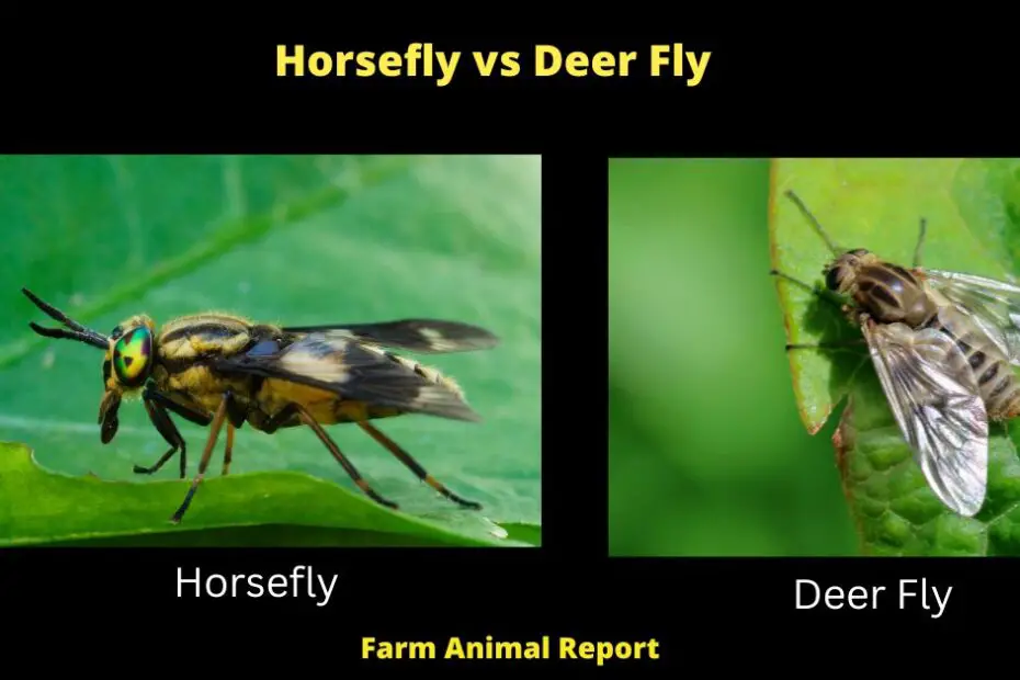 The deer fly (Chrysops relictus) is a small to medium-sized fly that is found in wooded areas across North America. The deer fly is dark brown or black in color, with clear wings and a distinctive pattern of dark and light bands on the abdomen. The adult deer fly is typically 6-10 mm in length, with a wingspan of 12-18 mm. The deer fly is a blood-feeding insect, and females will bite humans and animals in order to obtain the protein needed to produce eggs. Deer flies are active from early spring to late fall, and their bites can cause pain, swelling, and topical anesthesias. While deer flies do not transmit any diseases to humans, their bites can be painful and irritating. If you are bitten by a deer fly, it is important to clean the wound thoroughly and seek medical attention if necessary.