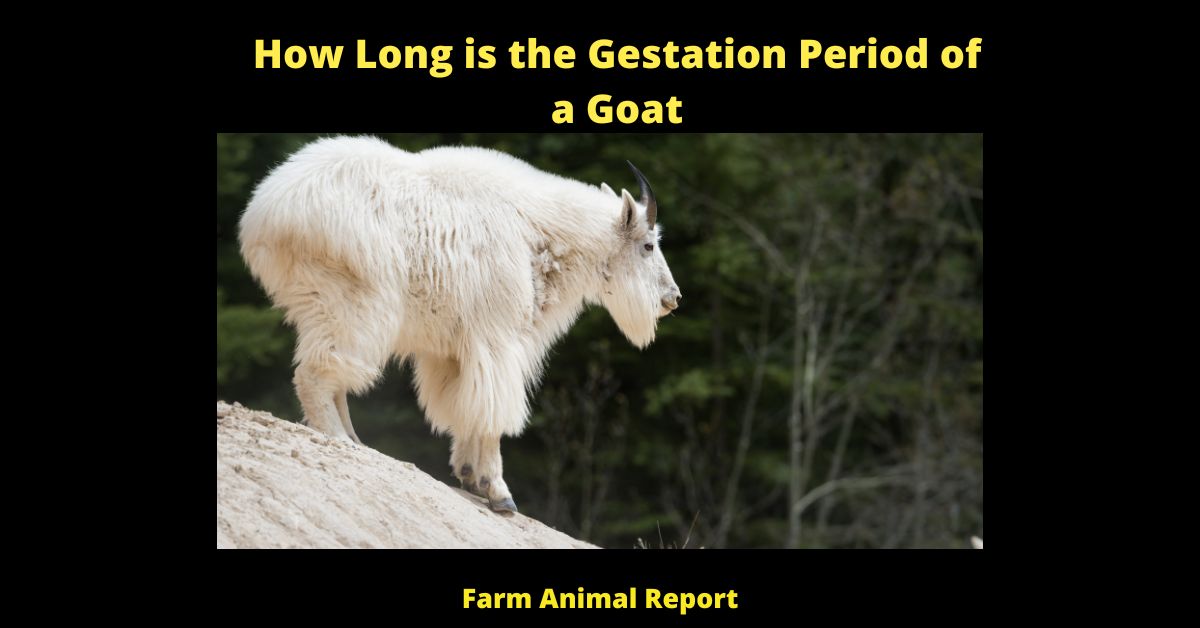 How Long is the Gestation Period of a Goat| Goats | PDF 4