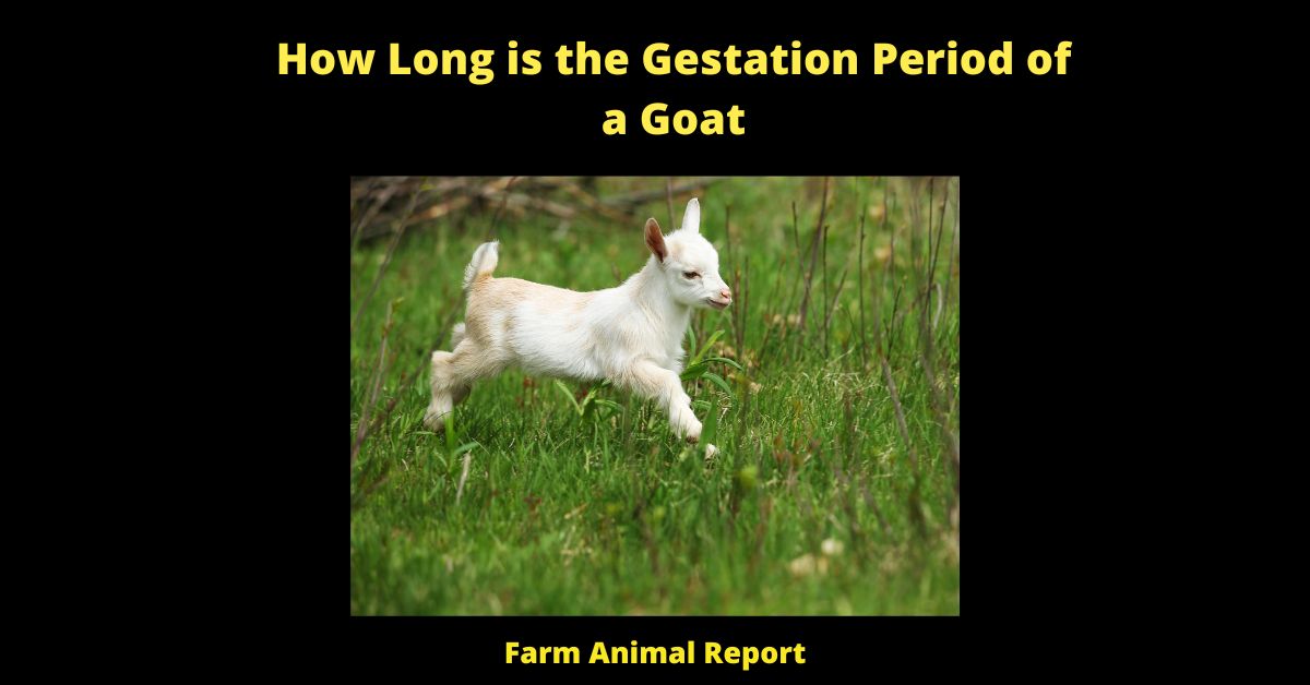 How Long is the Gestation Period of a Goat| Goats | PDF 5