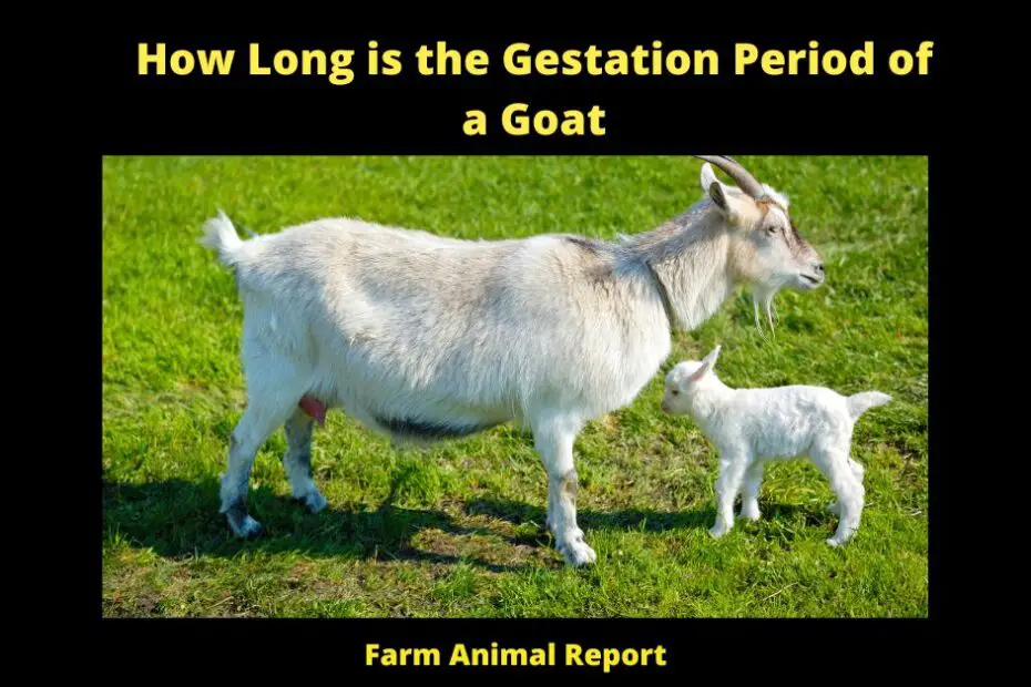 How Long is the Gestation Period of a Goat| Goats | PDF 1