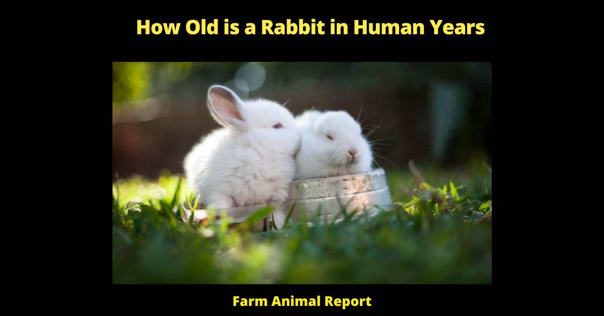 How Old is a Rabbit in Human Years - Have you ever wondered how old your rabbit is in human years? The answer may surprise you. While the average life expectancy for a rabbit is 10-12 years, this only tells part of the story. In order to accurately calculate a rabbit's age in human years, we need to take into account the different maturity rates between rabbits and humans. For example, did you know that a 1-year-old rabbit is equivalent to a 6-year-old human? This means that a 2-year-old rabbit is actually the equivalent of a 12-year-old human! So the next time someone asks you how old your rabbit is in human years, remember to use this handy calculator.
rabbit years to human years
rabbit age in human years
how many rabbit years is one human year
rabbit to human years
rabbit years to human
how many rabbit years to human years
how to tell how old a rabbit is
how to tell the age of a rabbit
how can you tell how old a rabbit is
rabbit age chart
how to tell how old your rabbit is
rabbit cage size calculator
how do you tell how old a rabbit is
how to tell age of rabbit
how can you tell the age of a rabbit
how to tell rabbit age
how old is the oldest rabbit
rabbit age size chart
